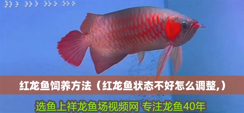 紅龍魚飼養方法（紅龍魚狀態不好怎么調整,）