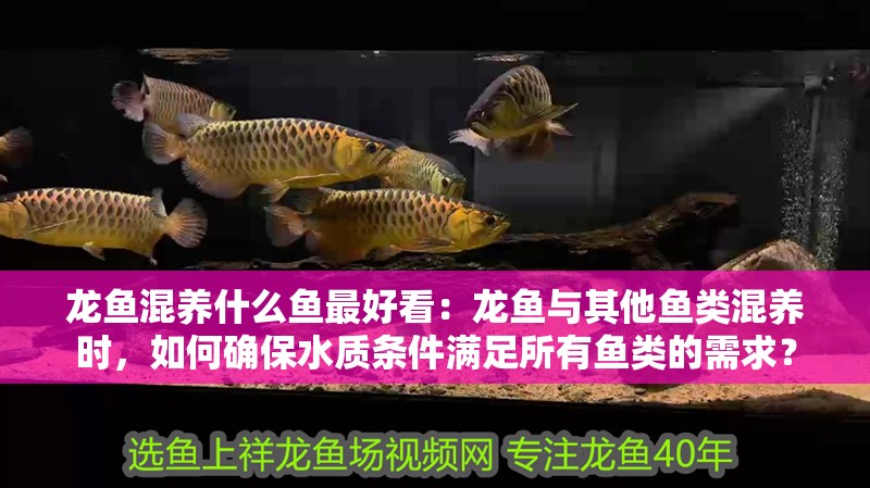 龍魚混養什么魚最好看：龍魚與其他魚類混養時，如何確保水質條件滿足所有魚類的需求？