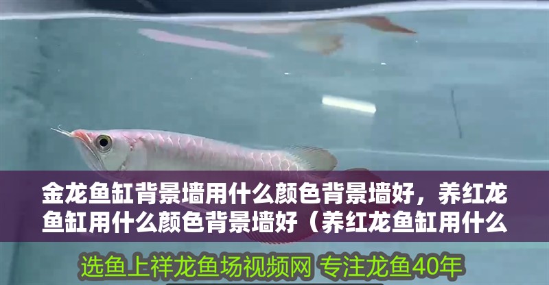 金龍魚缸背景墻用什么顏色背景墻好，養紅龍魚缸用什么顏色背景墻好（養紅龍魚缸用什么顏色背景墻好）