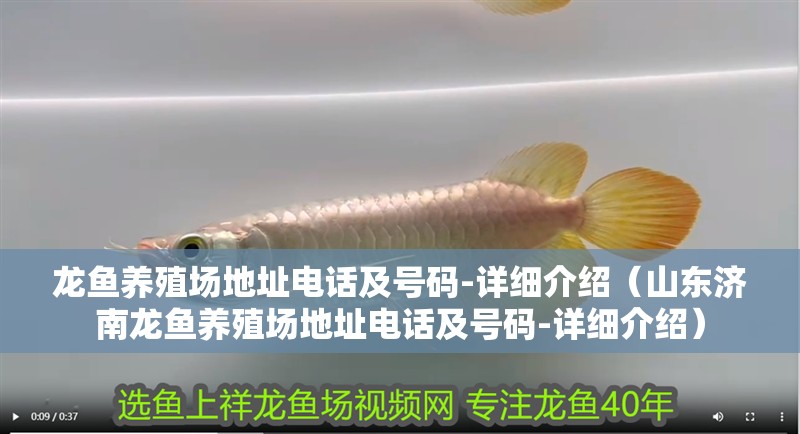 龍魚養殖場地址電話及號碼-詳細介紹（山東濟南龍魚養殖場地址電話及號碼-詳細介紹） 龍魚養殖場地址電話及號碼-詳細介紹（山東濟南龍魚養殖場地址電話及號碼-詳細介紹） 觀賞魚百科 第2張
