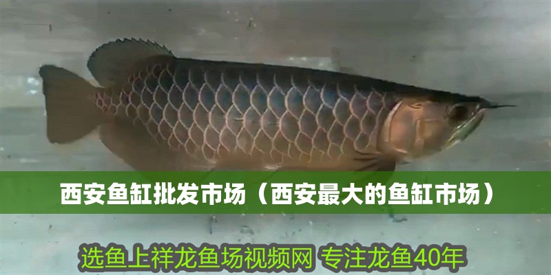 <strong><mark>西安</mark></strong>魚缸批發市場（<strong><mark>西安</mark></strong>最大的魚缸市場）