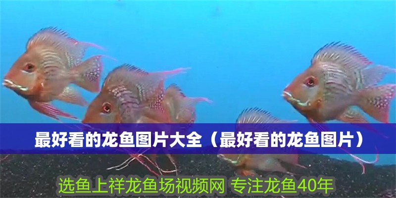 最好看的龍魚圖片大全（最好看的龍魚圖片）