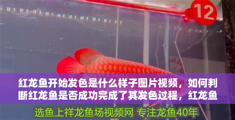 紅龍魚開始發色是什么樣子圖片視頻，如何判斷紅龍魚是否成功完成了其發色過程，紅龍魚發色過程