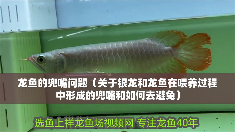 龍魚的兜嘴問題（關于銀龍和龍魚在喂養過程中形成的兜嘴和如何去避免）