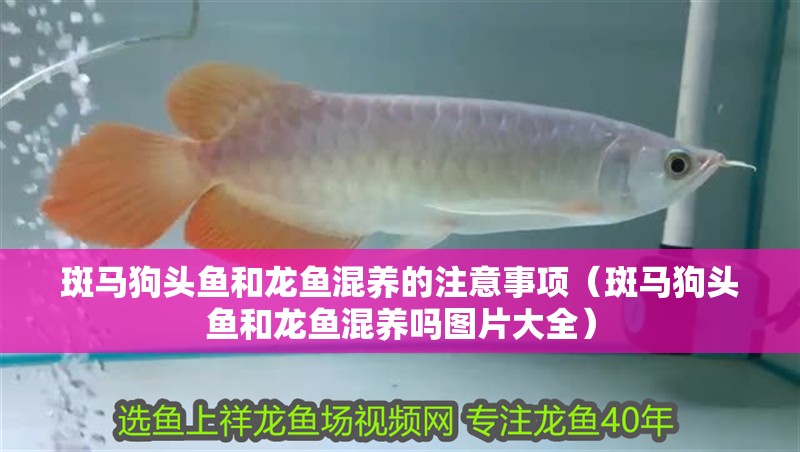 斑馬狗頭魚和龍魚混養(yǎng)的注意事項(xiàng)（斑馬狗頭魚和龍魚混養(yǎng)嗎圖片大全）