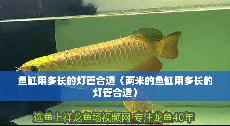 魚缸用多長的燈管合適（兩米的魚缸用多長的燈管合適）