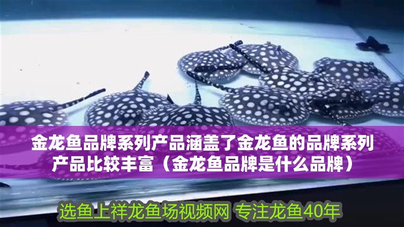 金龍魚品牌系列產(chǎn)品涵蓋了金龍魚的品牌系列產(chǎn)品比較豐富（金龍魚品牌是什么品牌）