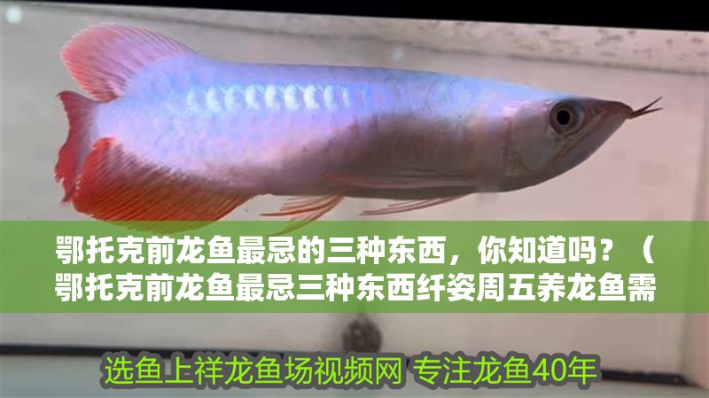鄂托克前龍魚最忌的三種東西，你知道嗎？（鄂托克前龍魚最忌三種東西纖姿周五養龍魚需避免）