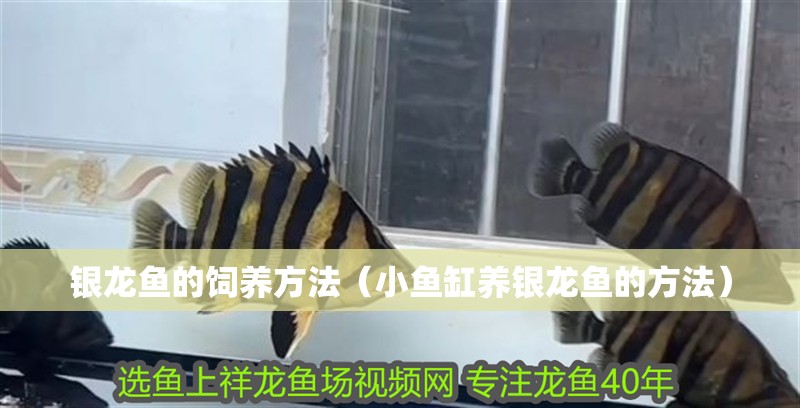 銀龍魚的飼養(yǎng)方法（小魚缸養(yǎng)銀龍魚的方法）