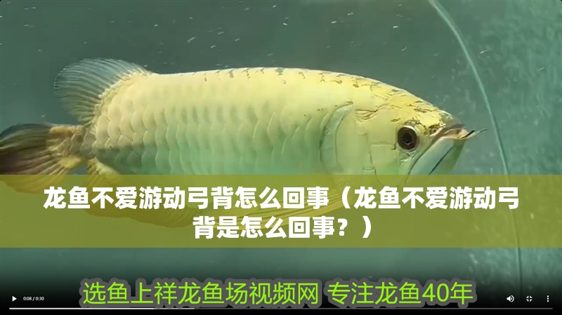 龍魚不愛游動弓背怎么回事（龍魚不愛游動弓背是怎么回事？） 龍魚不愛游動弓背怎么回事（龍魚不愛游動弓背是怎么回事？） 觀賞魚百科