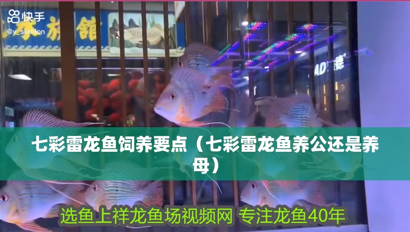 七彩雷龍魚(yú)飼養(yǎng)要點(diǎn)（七彩雷龍魚(yú)養(yǎng)公還是養(yǎng)母）