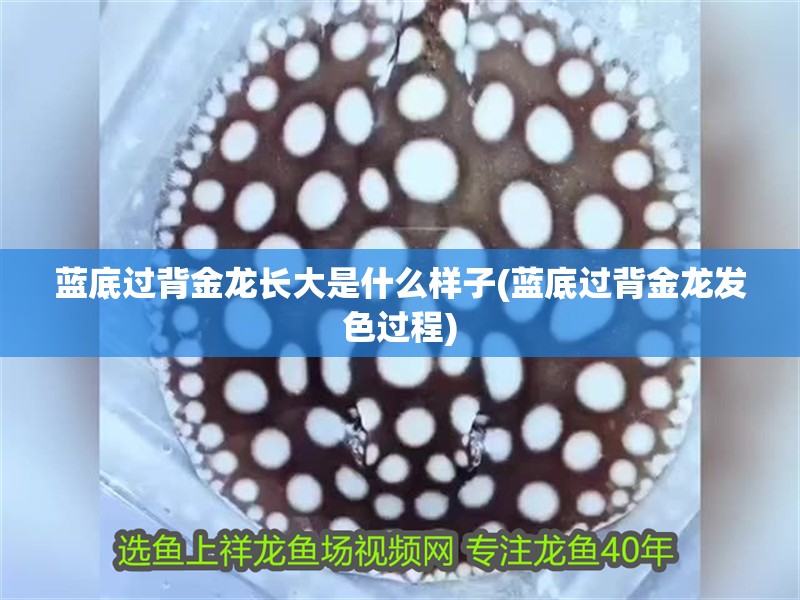 藍底過背金龍長大是什么樣子(藍底過背金龍發色過程)