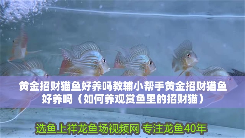 黃金招財貓魚好養嗎教輔小幫手黃金招財貓魚好養嗎（如何養觀賞魚里的招財貓）