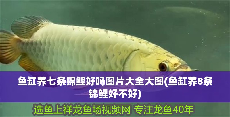 魚缸養七條錦鯉好嗎圖片大全大圖(魚缸養8條錦鯉好不好)