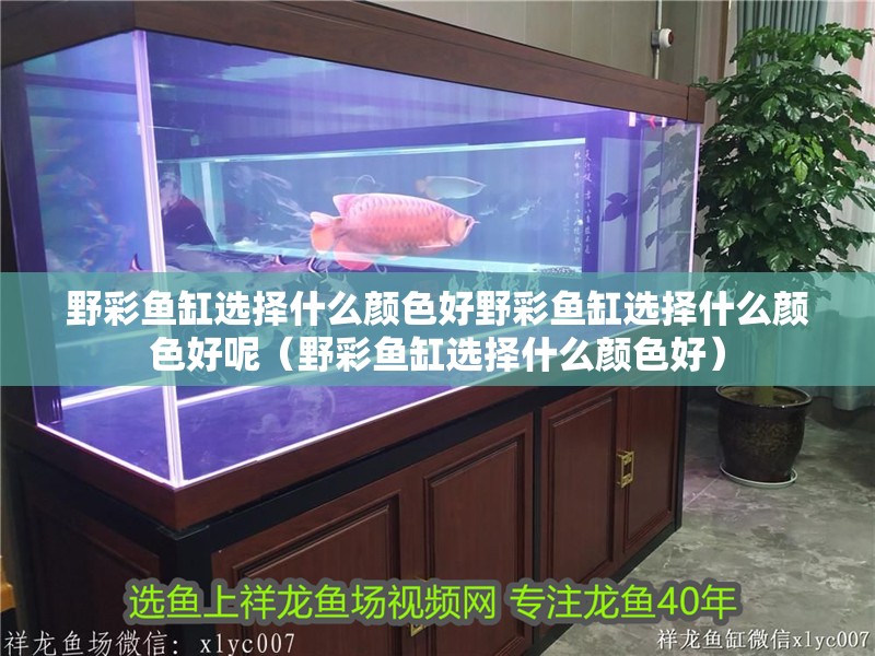 野彩魚缸選擇什么顏色好野彩魚缸選擇什么顏色好呢（野彩魚缸選擇什么顏色好）
