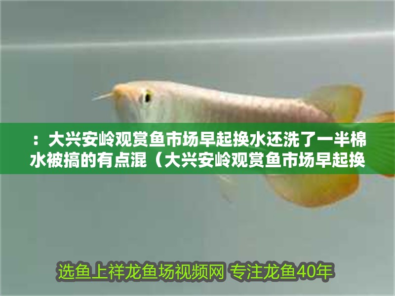 ：大興安嶺觀賞魚市場早起換水還洗了一半棉水被搞的有點混（大興安嶺觀賞魚市場早起換水還洗一半棉水被搞的有點混）
