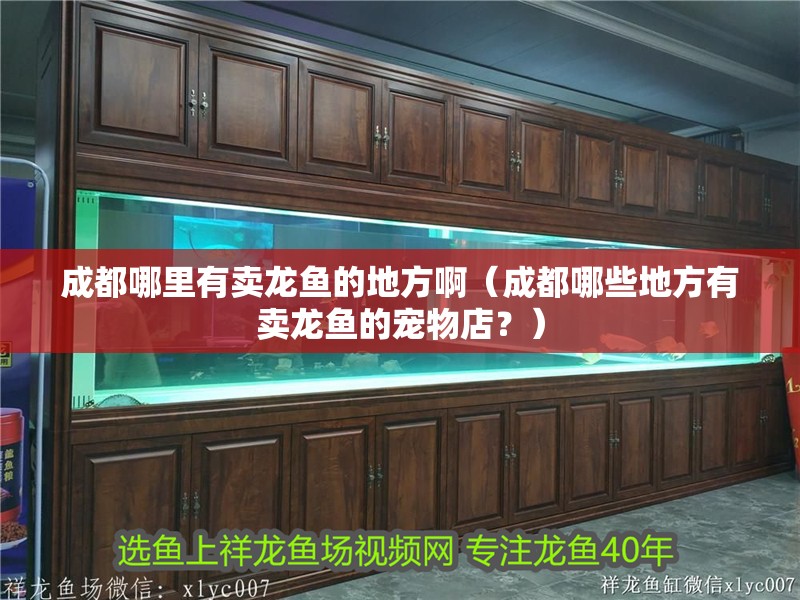 成都哪里有賣龍魚的地方?。ǔ啥寄男┑胤接匈u龍魚的寵物店？）