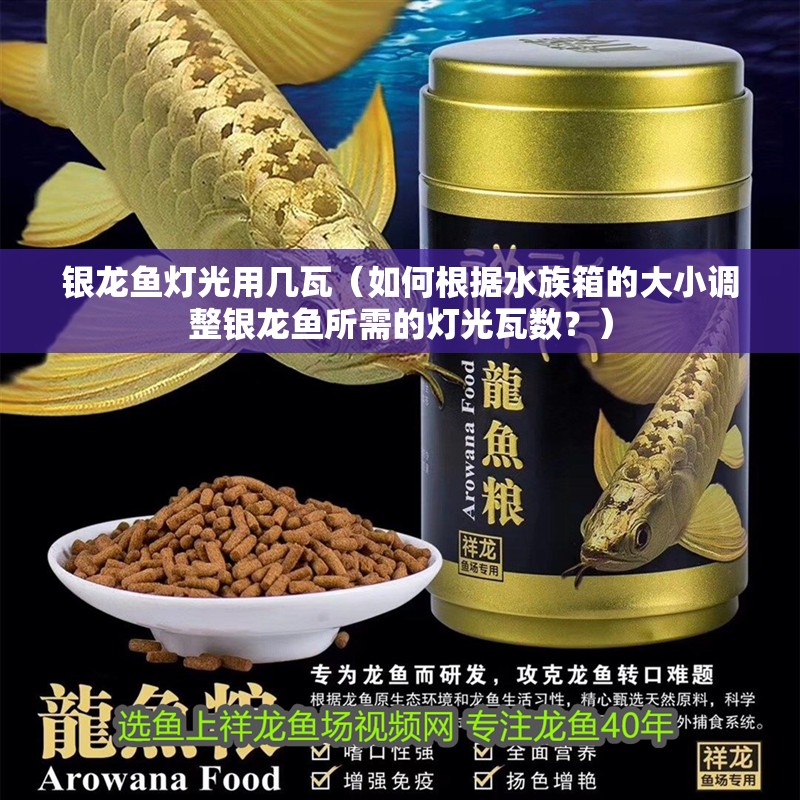 銀龍魚燈光用幾瓦（如何根據水族箱的大小調整銀龍魚所需的燈光瓦數？） 銀龍魚燈光用幾瓦（如何根據水族箱的大小調整銀龍魚所需的燈光瓦數？） 觀賞魚百科