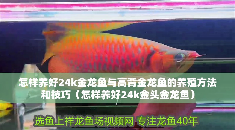 怎樣養好24k金龍魚與高背金龍魚的養殖方法和技巧（怎樣養好24k金頭金龍魚）