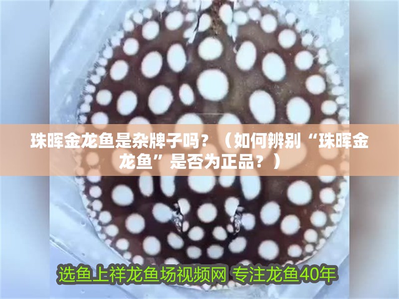 珠暉金龍魚是雜牌子嗎？（如何辨別“珠暉金龍魚”是否為正品？）