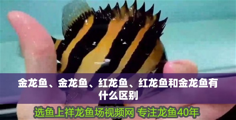 金龍魚、金龍魚、紅龍魚、紅龍魚和金龍魚有什么區(qū)別
