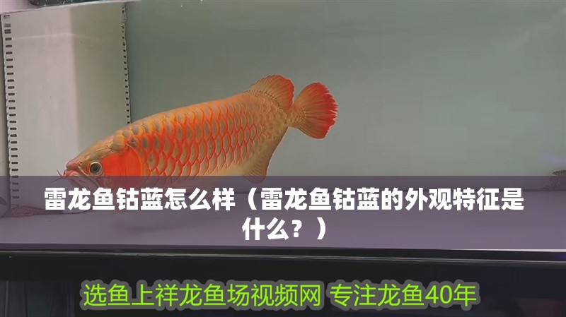 雷龍魚鈷藍怎么樣（雷龍魚鈷藍的外觀特征是什么？）