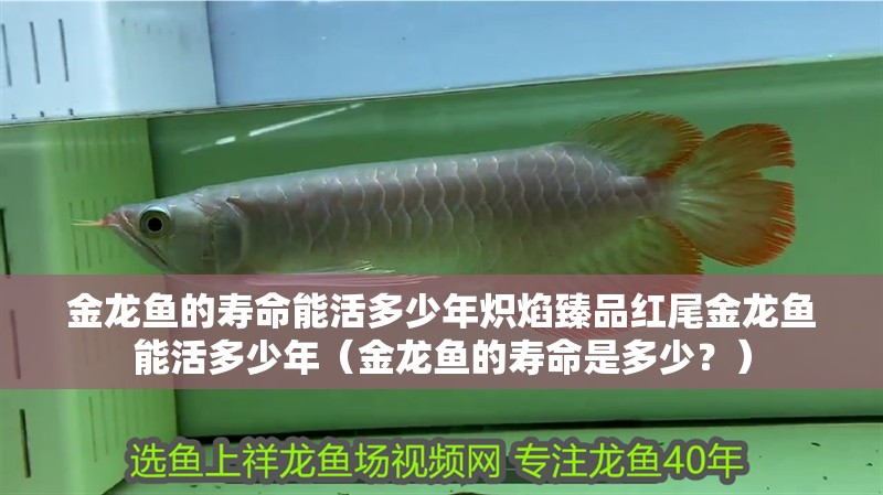 金龍魚的壽命能活多少年熾焰臻品紅尾金龍魚能活多少年（金龍魚的壽命是多少？）