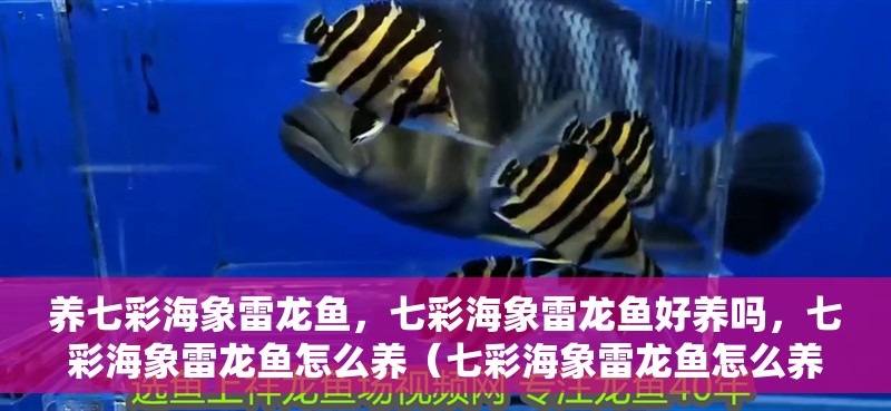 養(yǎng)七彩海象雷龍魚，七彩海象雷龍魚好養(yǎng)嗎，七彩海象雷龍魚怎么養(yǎng)（七彩海象雷龍魚怎么養(yǎng)）