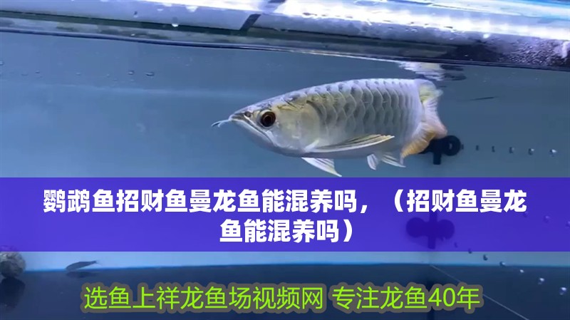 鸚鵡魚招財魚曼龍魚能混養嗎，（招財魚曼龍魚能混養嗎）
