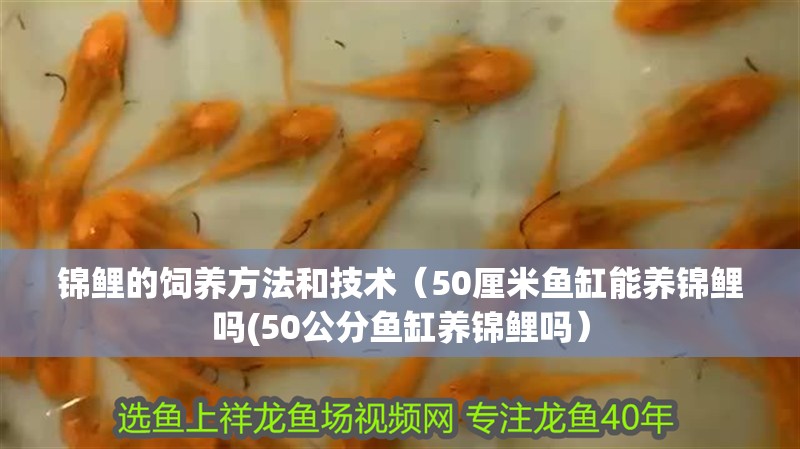 錦鯉的飼養方法和技術（50厘米魚缸能養錦鯉嗎(50公分魚缸養錦鯉嗎）