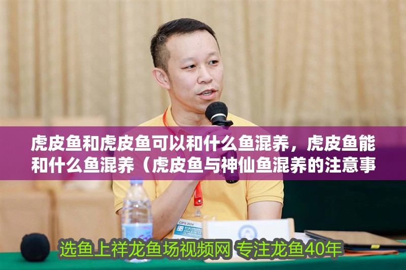 虎皮魚和虎皮魚可以和什么魚混養(yǎng)，虎皮魚能和什么魚混養(yǎng)（虎皮魚與神仙魚混養(yǎng)的注意事項）