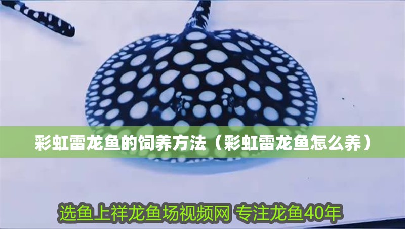 彩虹雷龍魚的飼養(yǎng)方法（彩虹雷龍魚怎么養(yǎng)）