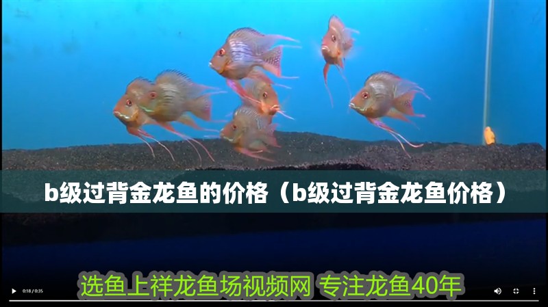 b級過背金龍魚的價格（b級過背金龍魚價格）