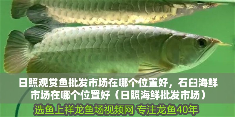 日照觀賞魚批發市場在哪個位置好，石臼海鮮市場在哪個位置好（日照海鮮批發市場） 日照觀賞魚批發市場在哪個位置好，石臼海鮮市場在哪個位置好（日照海鮮批發市場） 觀賞魚百科
