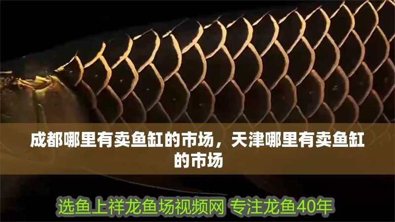 成都哪里有賣魚缸的市場，天津哪里有賣魚缸的市場 成都哪里有賣魚缸的市場，天津哪里有賣魚缸的市場 觀賞魚百科