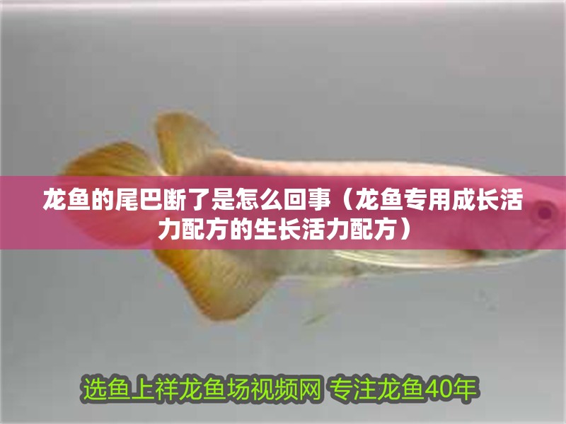 龍魚的尾巴斷了是怎么回事（龍魚專用成長活力配方的生長活力配方）