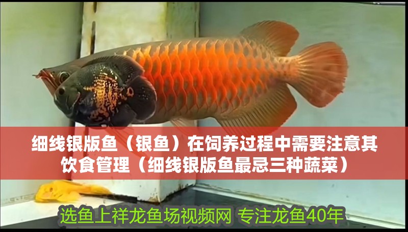 細線銀版魚（銀魚）在飼養(yǎng)過程中需要注意其飲食管理（細線銀版魚最忌三種蔬菜）