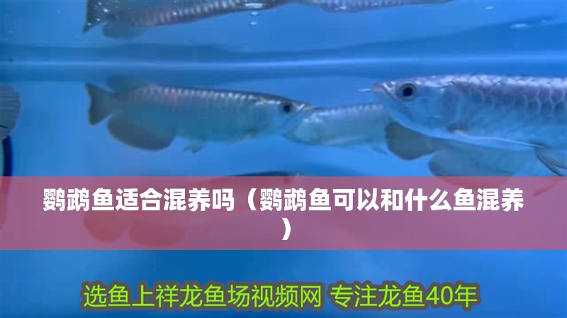 鸚鵡魚適合混養嗎（鸚鵡魚可以和什么魚混養）