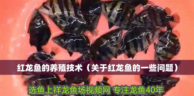 紅龍魚的養(yǎng)殖技術(shù)（關(guān)于紅龍魚的一些問題）