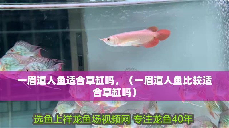 一眉道人魚適合草缸嗎，（一眉道人魚比較適合草缸嗎） 一眉道人魚適合草缸嗎，（一眉道人魚比較適合草缸嗎） 觀賞魚百科