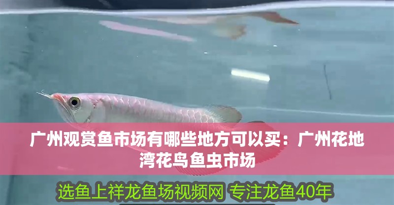 廣州觀賞魚市場(chǎng)有哪些地方可以買：廣州花地灣花鳥魚蟲市場(chǎng)