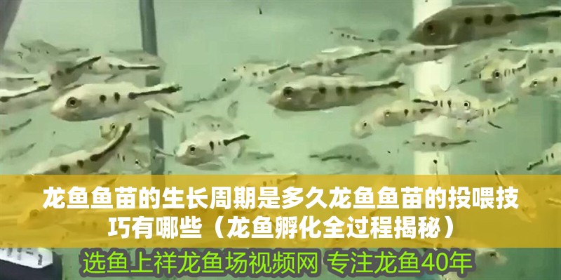 龍魚魚苗的生長周期是多久龍魚魚苗的投喂技巧有哪些（龍魚孵化全過程揭秘）