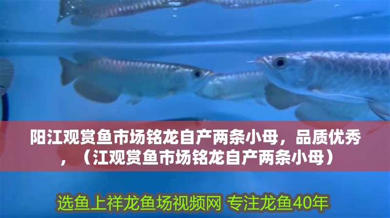 陽江觀賞魚市場銘龍自產(chǎn)兩條小母，品質(zhì)優(yōu)秀，（江觀賞魚市場銘龍自產(chǎn)兩條小母）