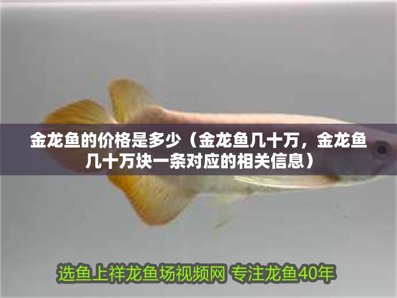 金龍魚的價格是多少（金龍魚幾十萬，金龍魚幾十萬塊一條對應的相關信息） 金龍魚的價格是多少（金龍魚幾十萬，金龍魚幾十萬塊一條對應的相關信息） 觀賞魚百科