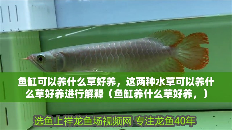魚缸可以養什么草好養，這兩種水草可以養什么草好養進行解釋（魚缸養什么草好養，）