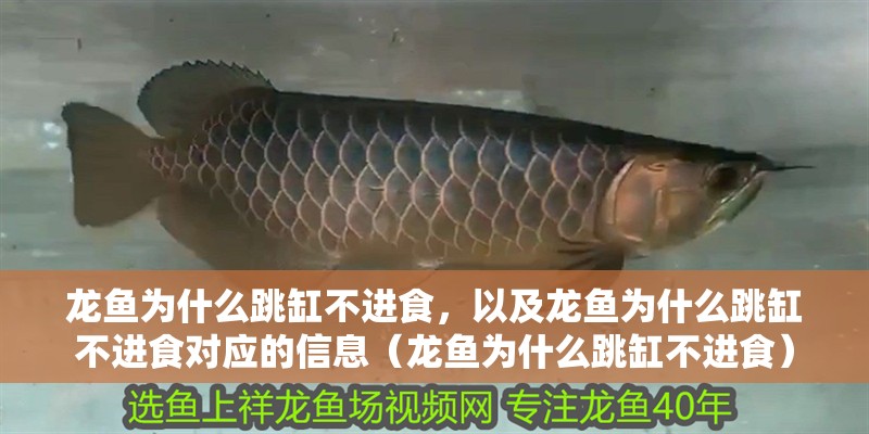 龍魚為什么跳缸不進食，以及龍魚為什么跳缸不進食對應的信息（龍魚為什么跳缸不進食） 龍魚為什么跳缸不進食，以及龍魚為什么跳缸不進食對應的信息（龍魚為什么跳缸不進食） 觀賞魚百科 第2張