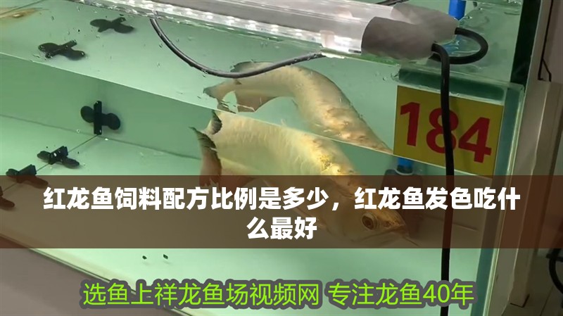 紅龍魚飼料配方比例是多少，紅龍魚發(fā)色吃什么最好