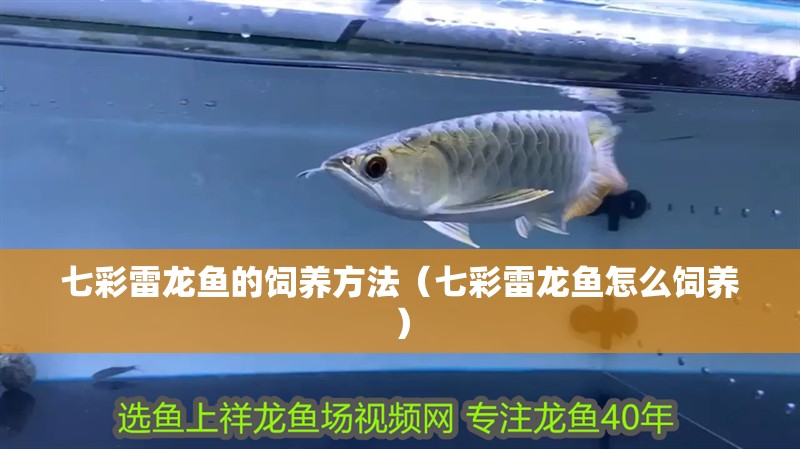 七彩雷龍魚的飼養方法（七彩雷龍魚怎么飼養）