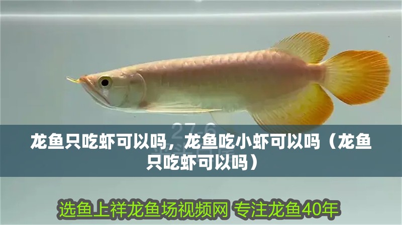 龍魚只吃蝦可以嗎，龍魚吃小蝦可以嗎（龍魚只吃蝦可以嗎）