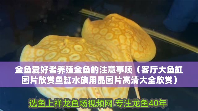 金魚愛好者養殖金魚的注意事項（客廳大魚缸圖片欣賞魚缸水族用品圖片高清大全欣賞）